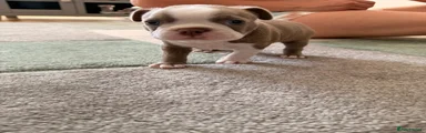 Boston Terrier 3 (Nebula)
