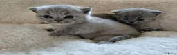 British Shorthair cats for sale: 💙 Gorgeous British Shorthair Blue Kittens 💙 - Advert 9
