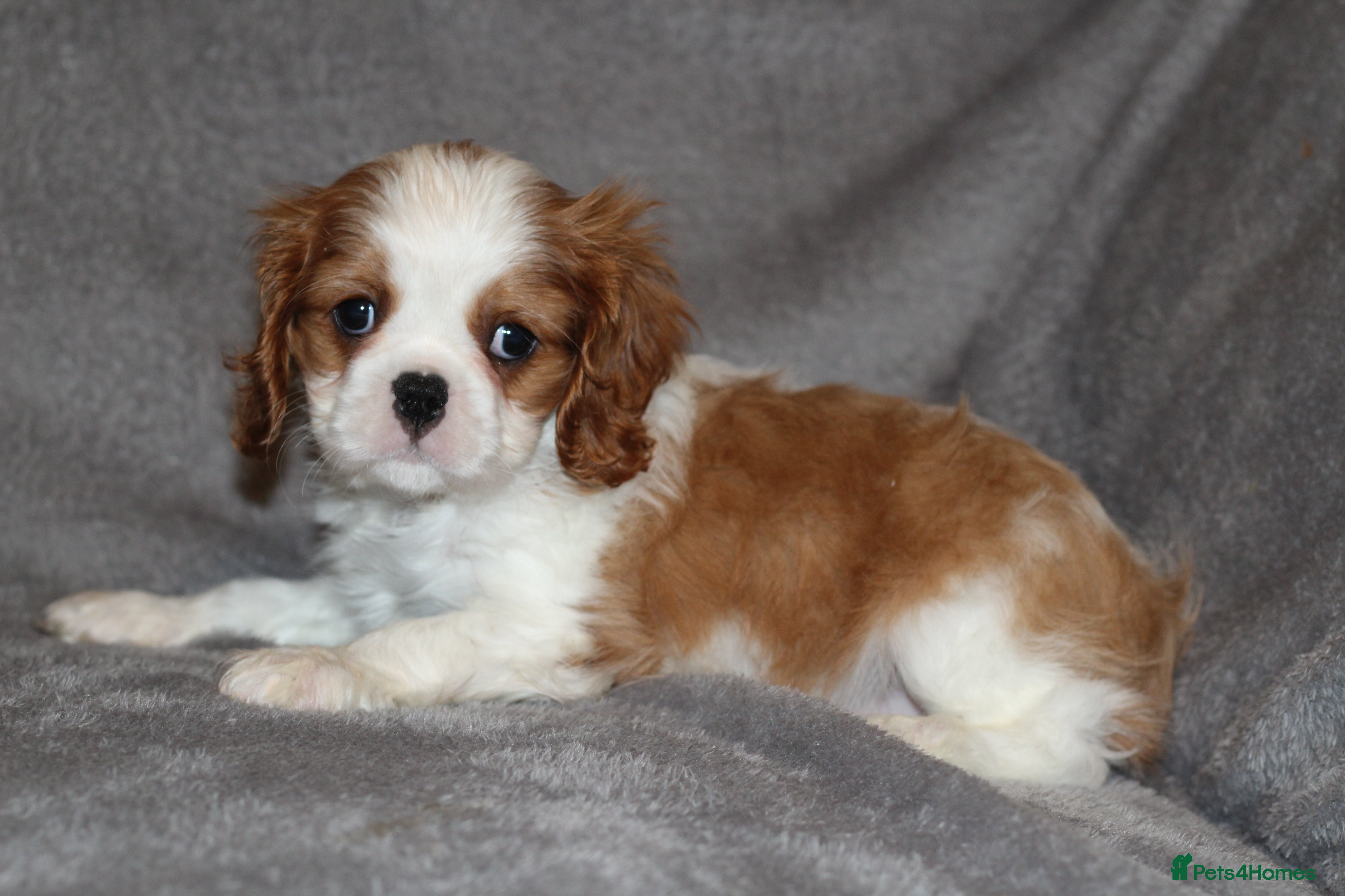 Cavalier King Charles Spaniel dogs Heart and health tested, KC registered. - Advert 1