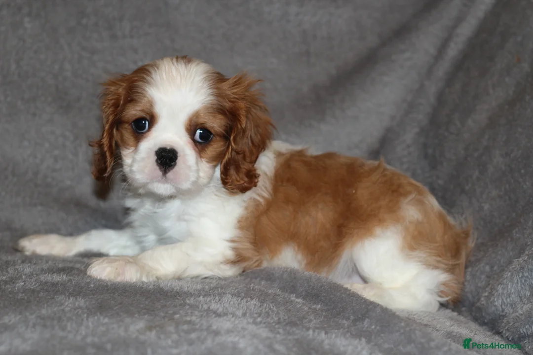 Cavalier King Charles Spaniel dogs for sale: Heart and health tested, KC registered. - Advert 2