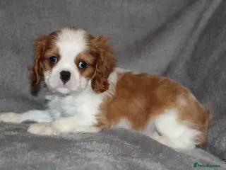 Cavalier King Charles Spaniel dogs Heart and health tested, KC registered. - Advert 1