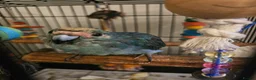 Parakeets birds for sale: Kakariki male 9 months old in Rugeley - Advert 1