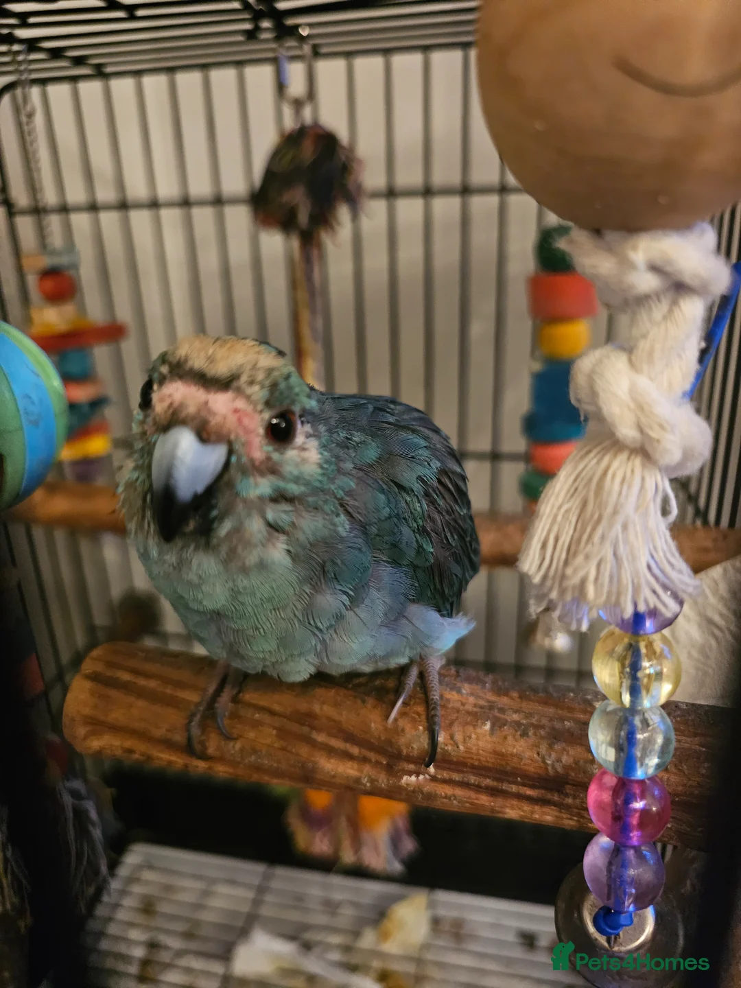 Parakeets birds for sale: Kakariki male 9 months old in Rugeley - Advert 1