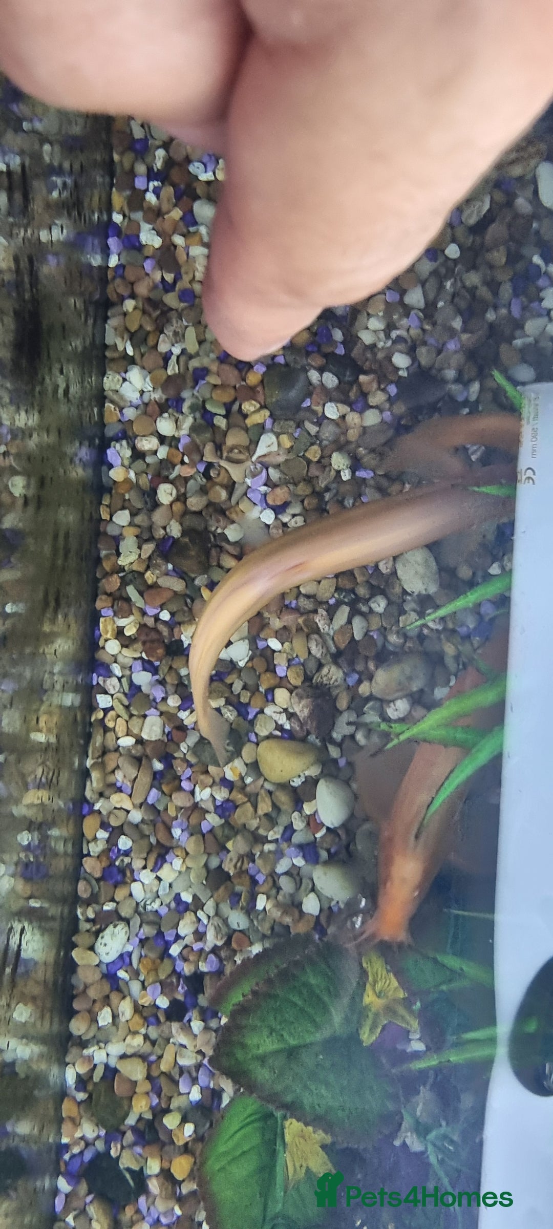 Gouramis fish for sale: Gourami catfish knife gish - Image 7