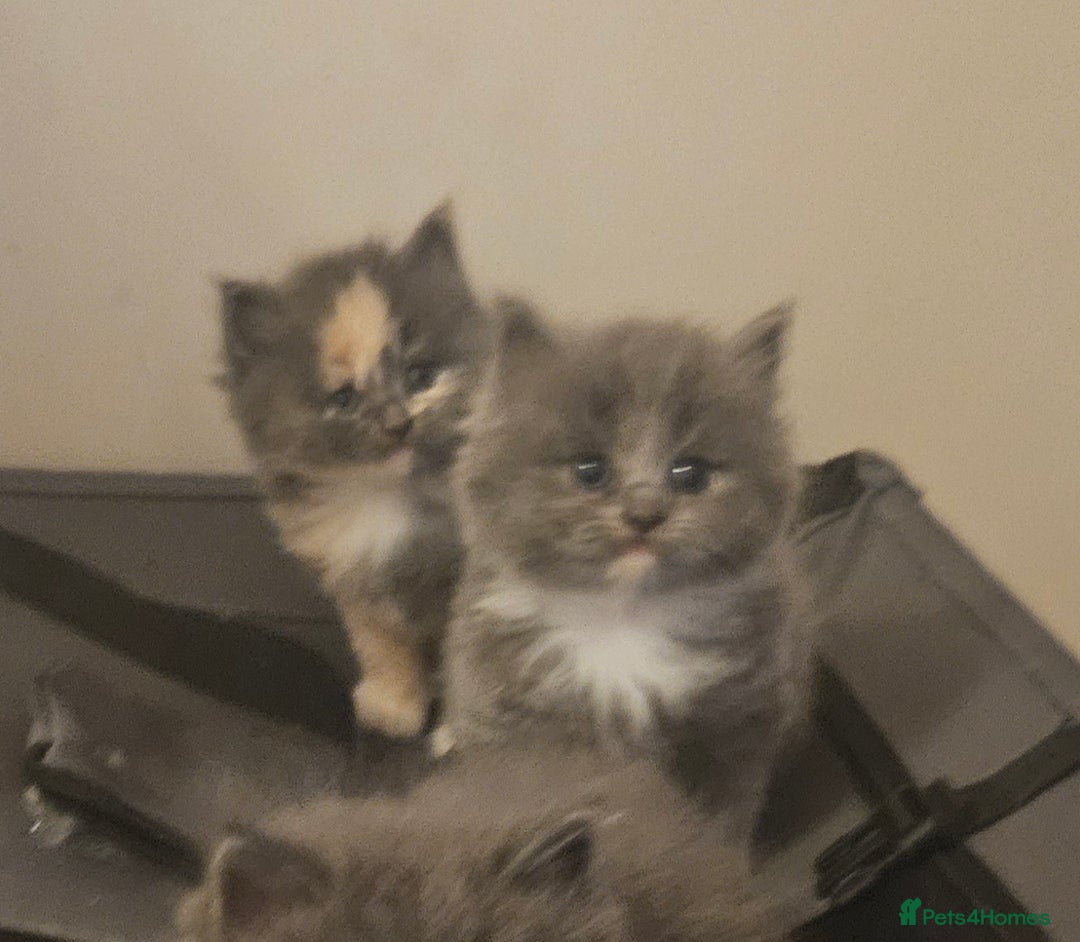 Mixed Breed cats for sale: Beautiful fluffy kitten  - Advert 5