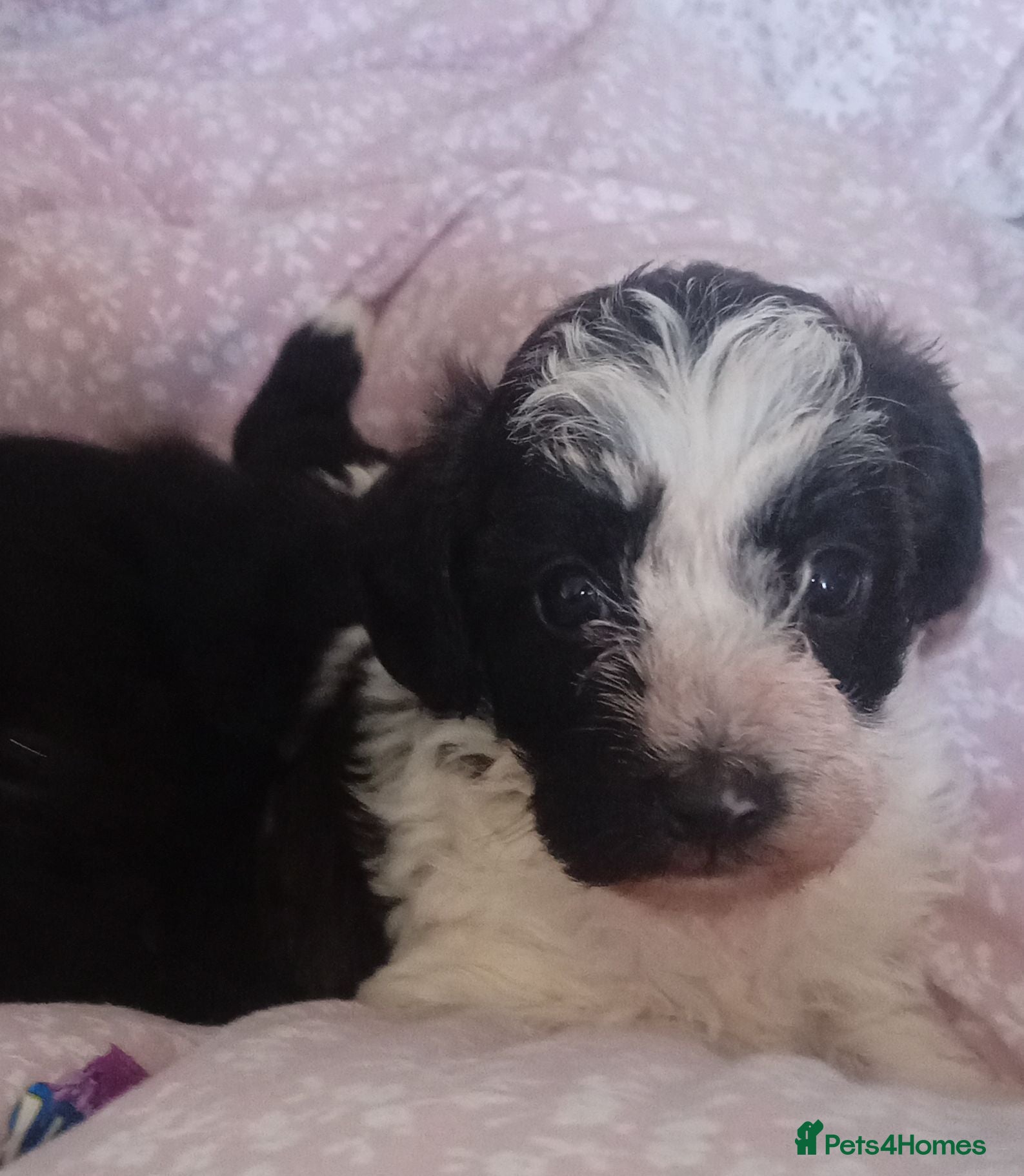 Doxiepoo dogs Doxipoo puppies - Advert 5