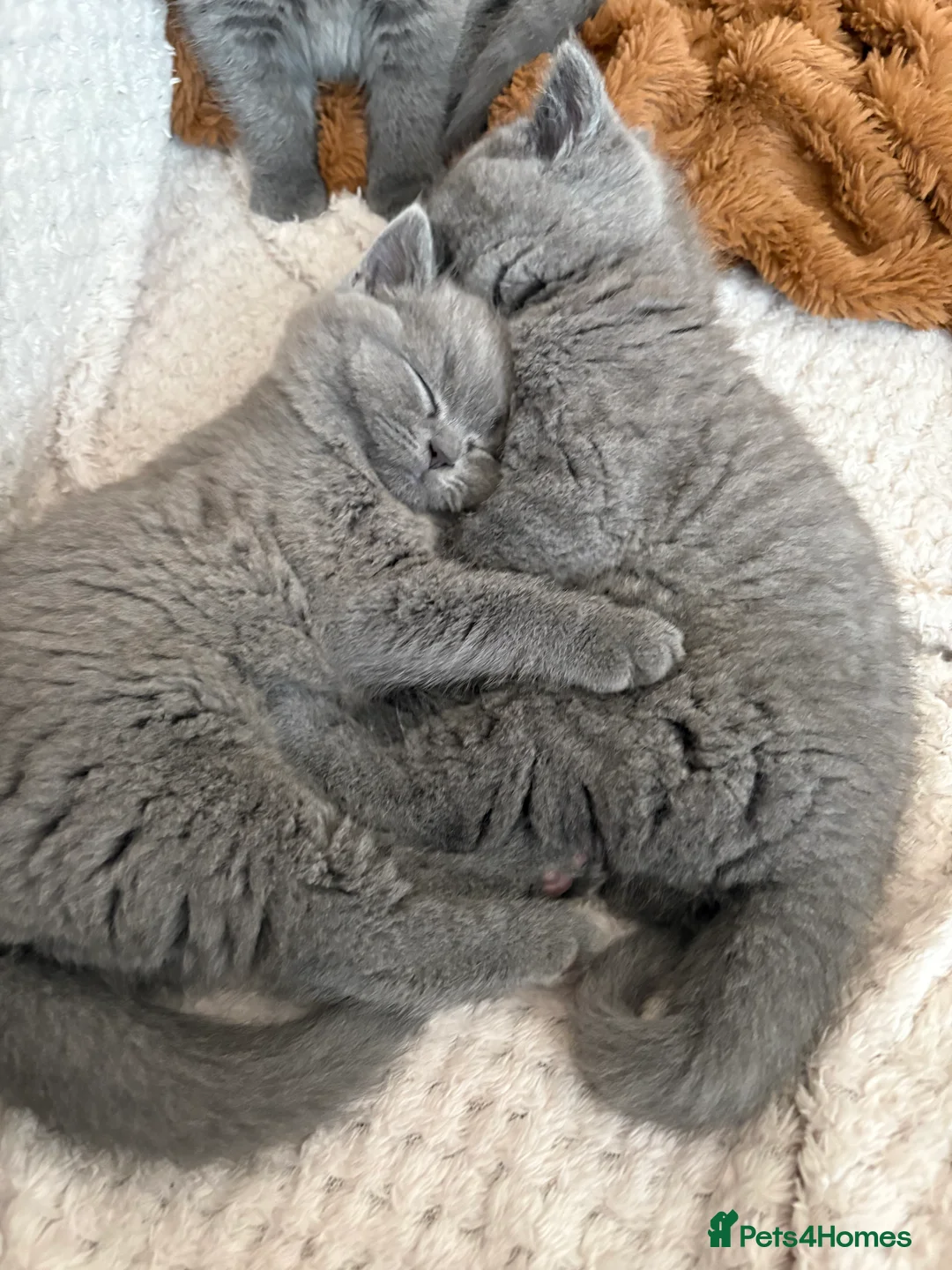 British Shorthair cats for sale: Pru and piper babies  - Advert 1