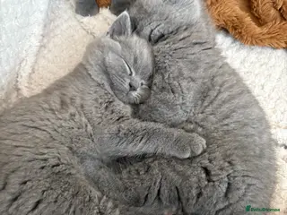 British Shorthair cats Pru and piper babies - Advert 11