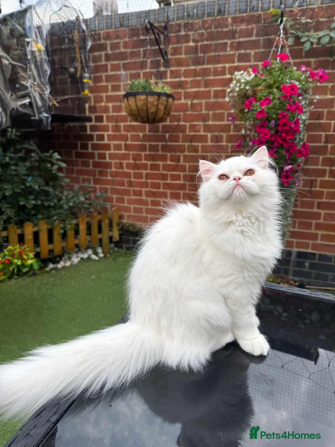 Persian cats for sale: Persian Kittens - Image 8