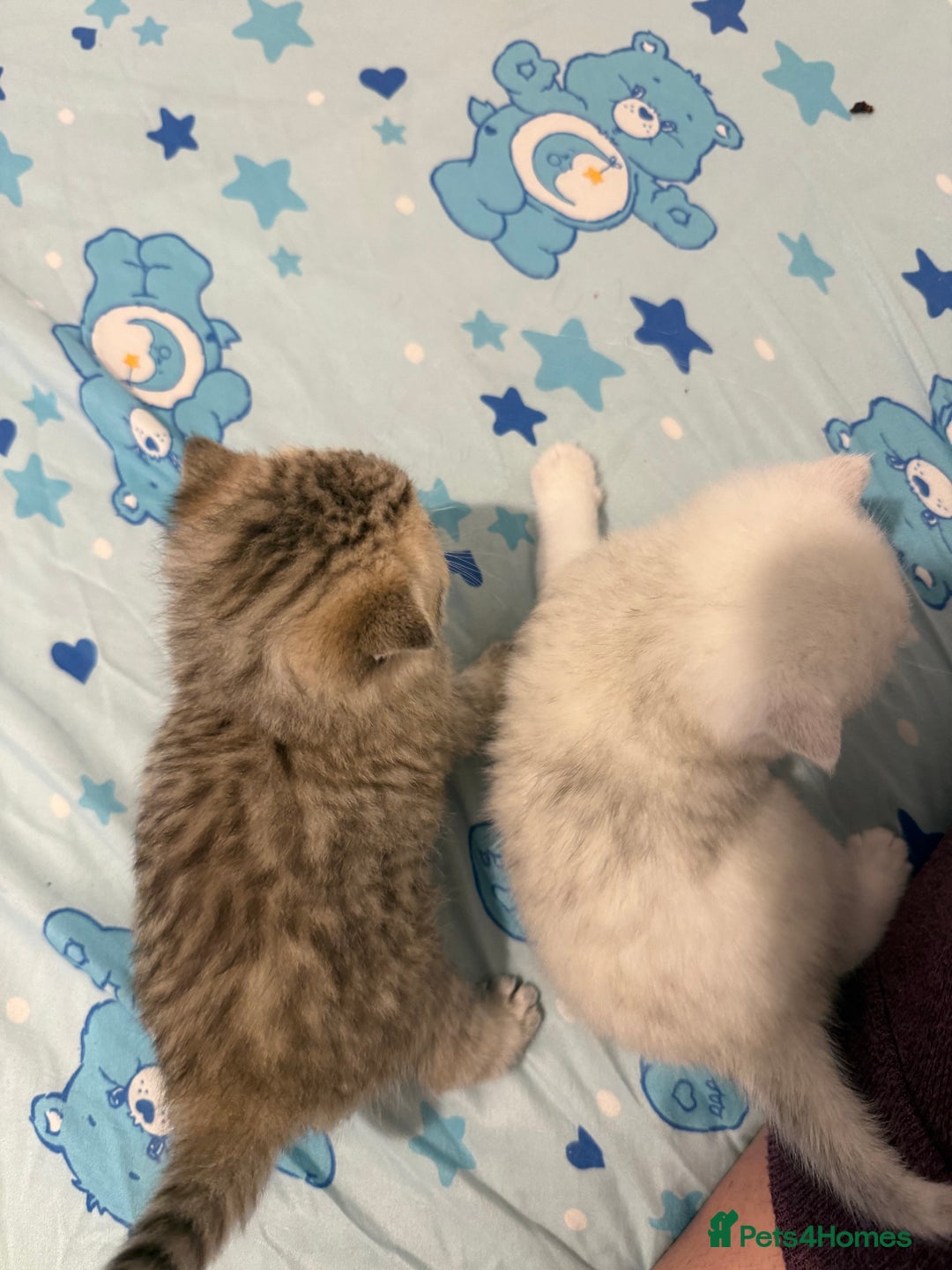 British Shorthair cats for sale: British shorthair kitten  - Advert 7