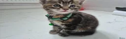 Maine Coon cats for sale: Beautiful Maine Coon X Ginger Kittens Sale - Advert 16