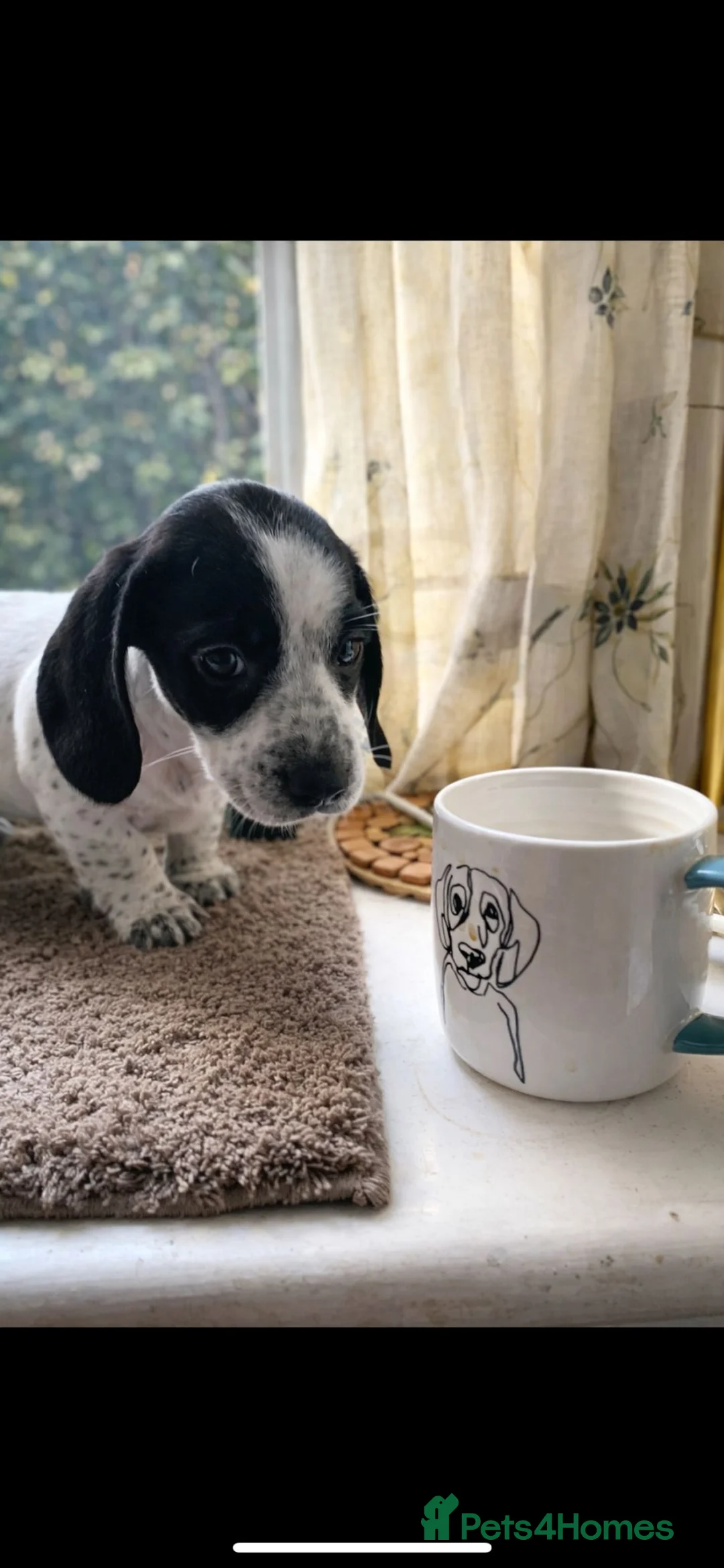 Dachshund dogs for sale: Lovely white dachshunds in Kensington  - Advert 10