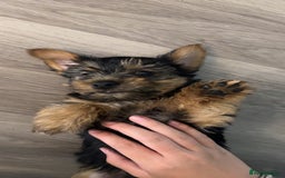 Yorkshire Terrier dogs for sale: 🩵💙yorkshire terrier boy for sale !!!! - Image 3