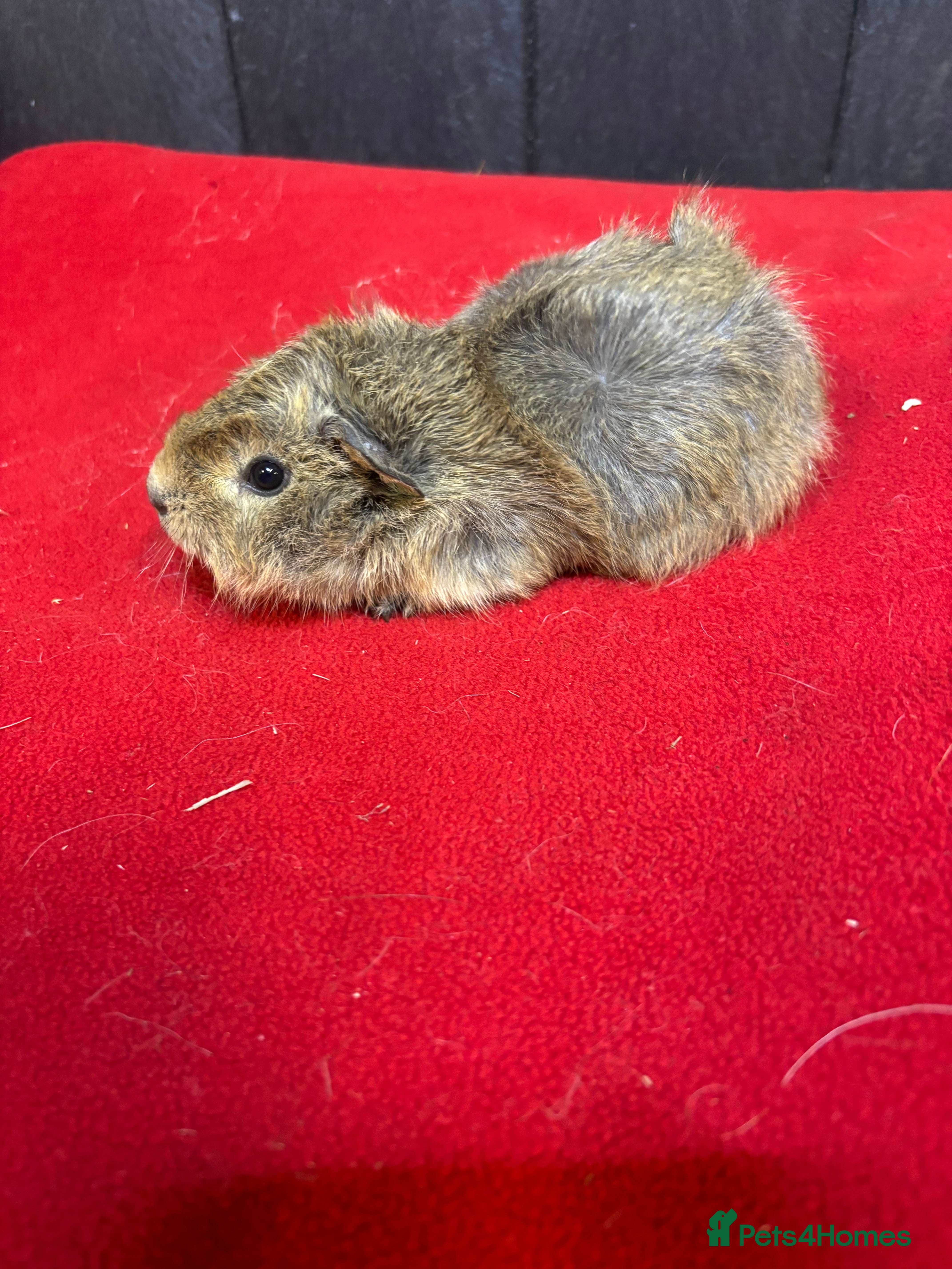 Guinea Pig rodents Baby guinea pigs ready now  - Advert 3