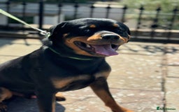 Rottweiler dogs for sale: Rottweiler looking for new home in Accrington - Image 4