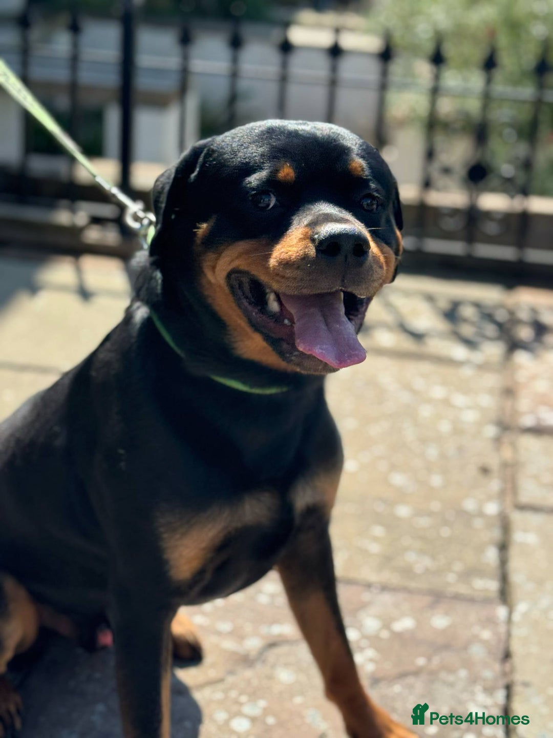 Rottweiler dogs for sale: Rottweiler looking for new home in Accrington - Image 4