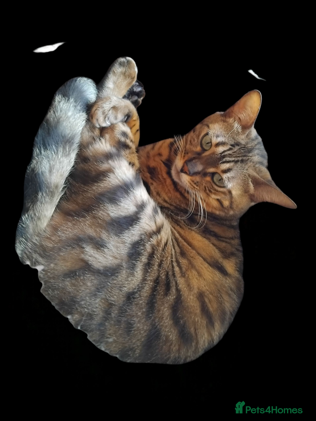 Gallery Image {{count}}