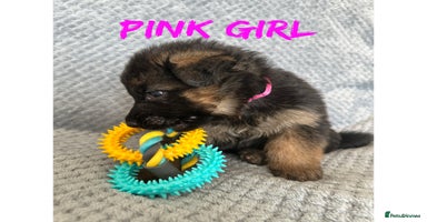 German Shepherd dogs - Advert 9