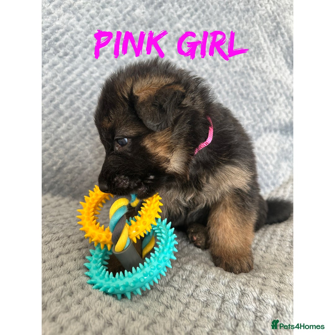 German Shepherd dogs for sale: K/C Registered German Shepherd Puppies  - Image 3