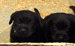 Labrador Retriever dogs for sale: CHUNKY BIG BONED SHOW LABRADOR PUPPYS - Image 18