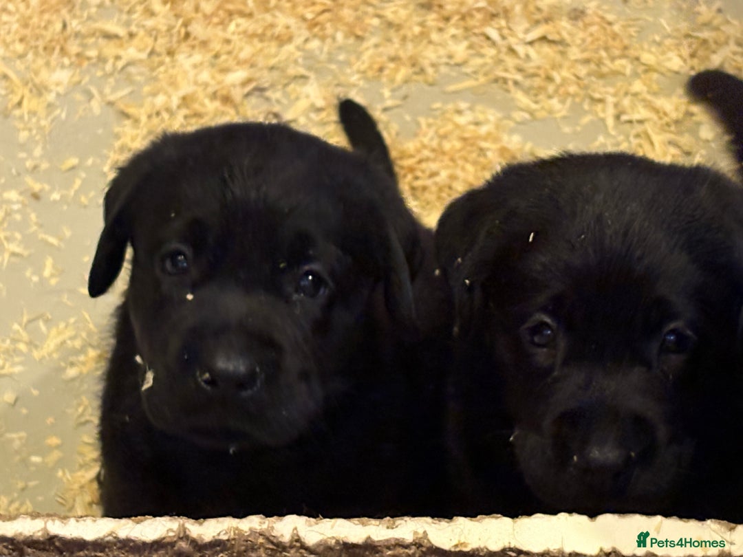 Labrador Retriever dogs for sale: CHUNKY BIG BONED SHOW LABRADOR PUPPYS - Image 18
