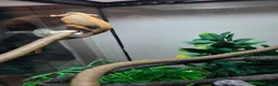 Gecko reptiles for sale: Crested Geckos pair in Slough - Advert 5