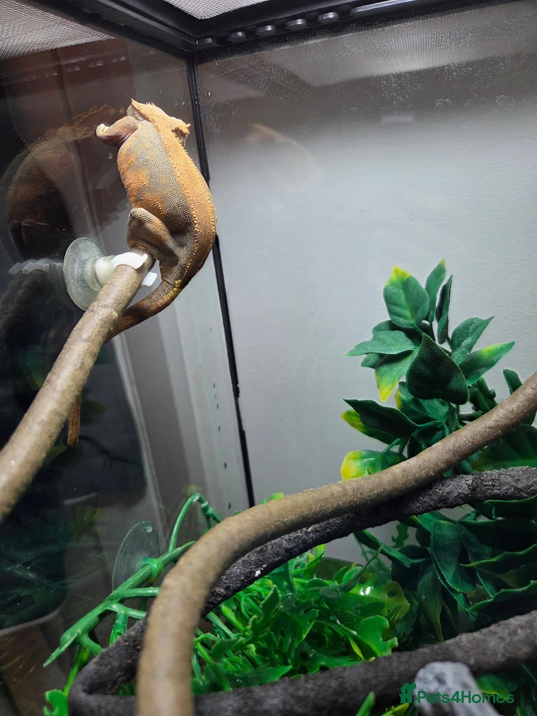 Gecko reptiles for sale: Crested Geckos pair in Slough - Advert 5