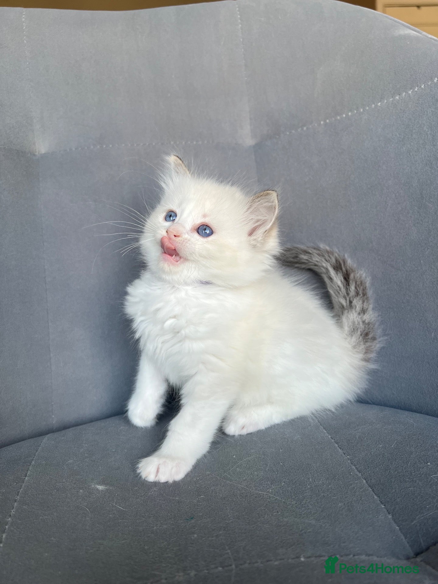Ragdoll cats Registered Ragdoll Kittens for sale - Advert 2
