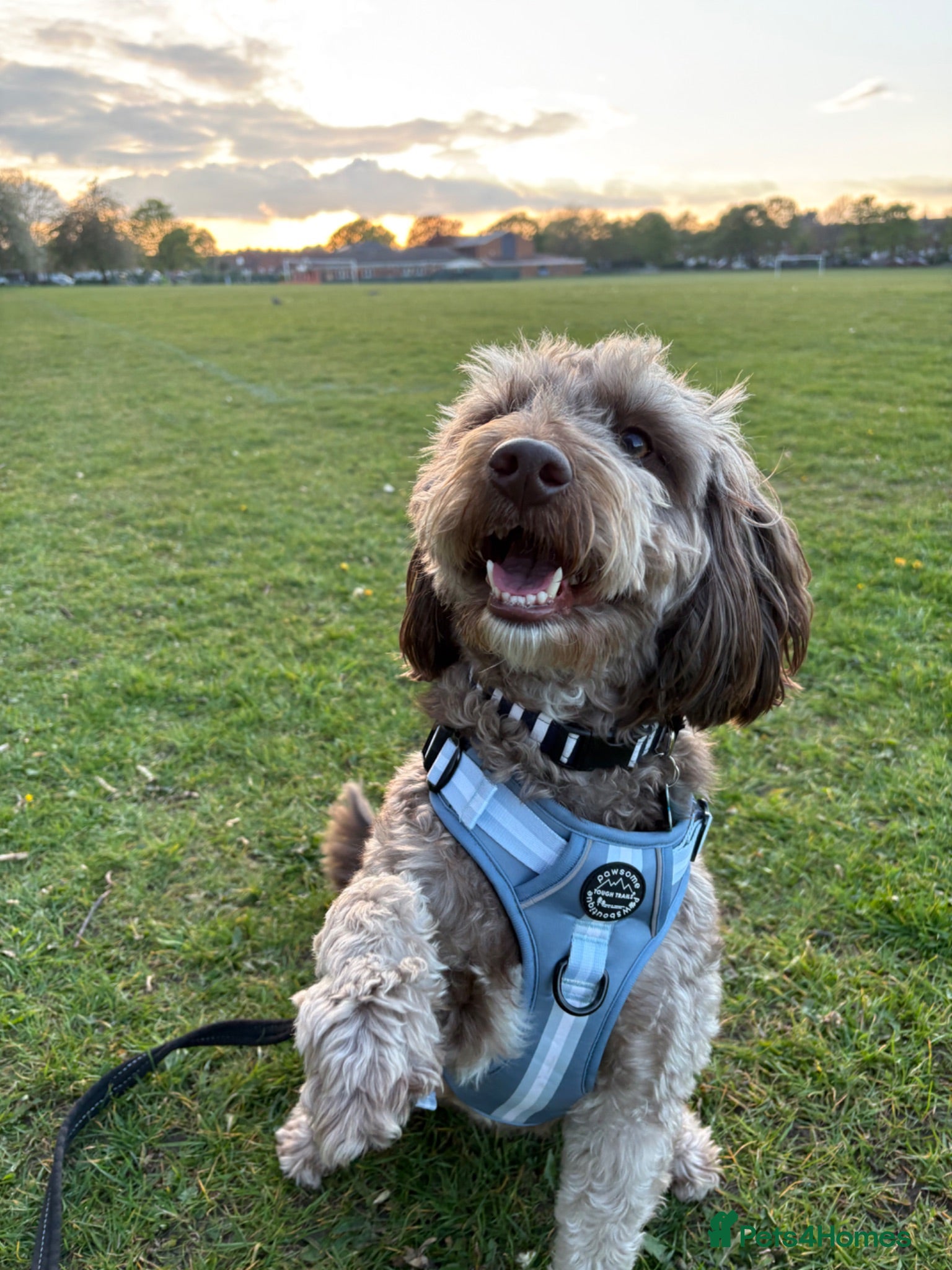 Cockapoo dogs Rehoming Archie  - Advert 1