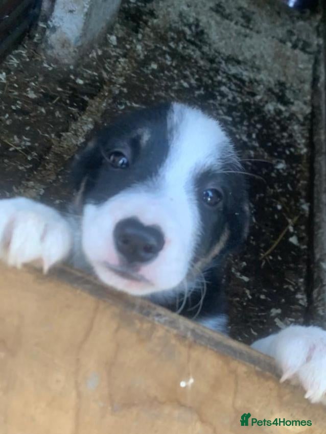 Border Collie dogs Sheepdog pups for sale - Advert 9
