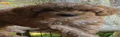 Cockapoo 5