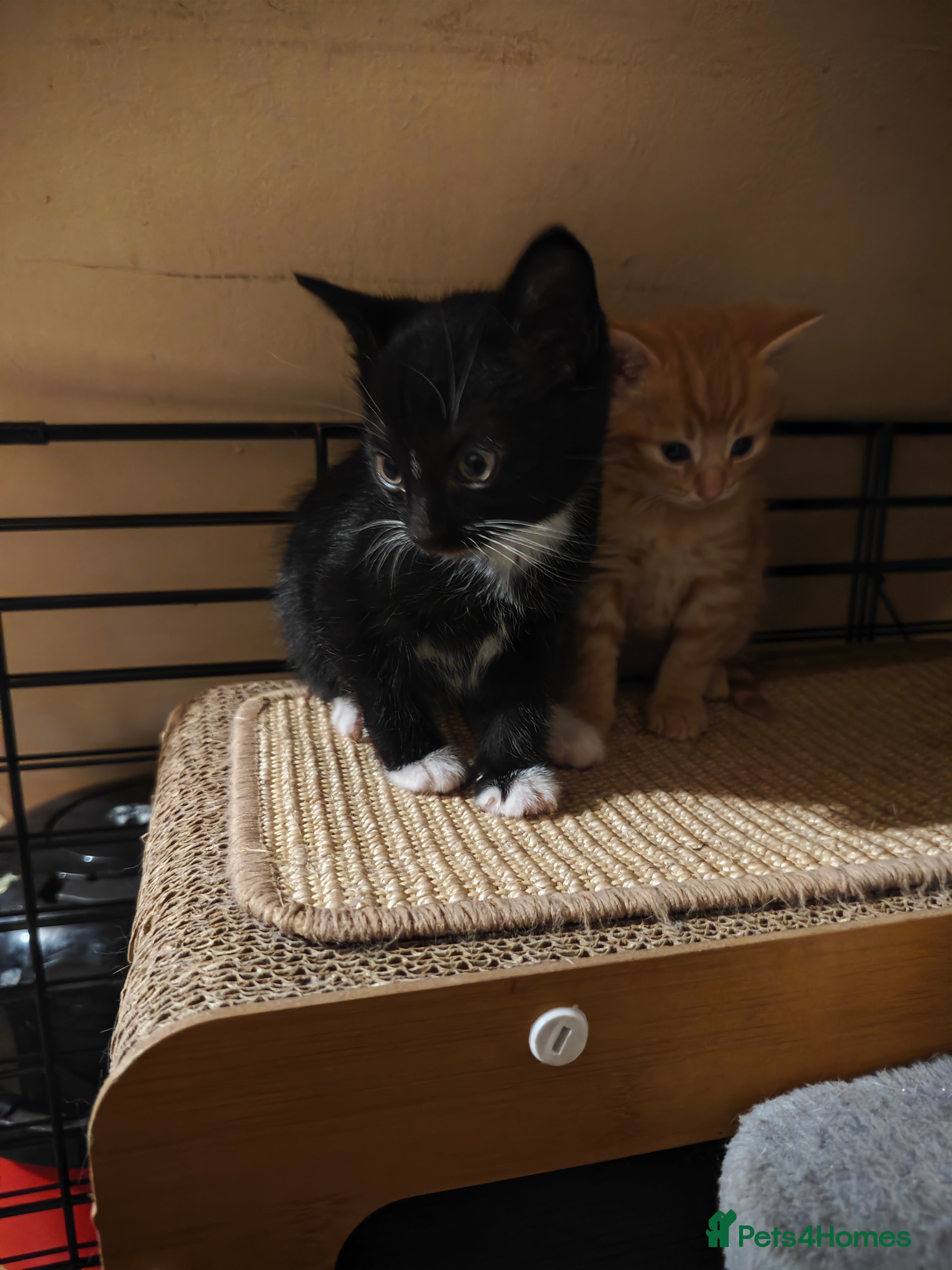 Mixed Breed cats for sale: kittens  - Advert 11
