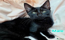 Mixed Breed cats for sale: Maine Coon X Kittens Still Available!! - Image 8