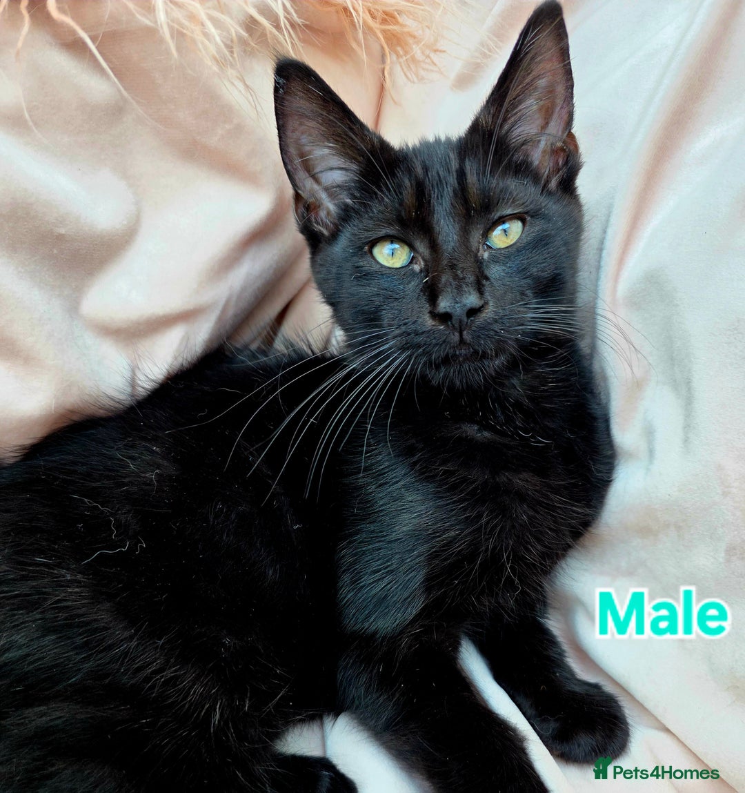 Mixed Breed cats for sale: Maine Coon X Kittens Still Available!! - Image 8