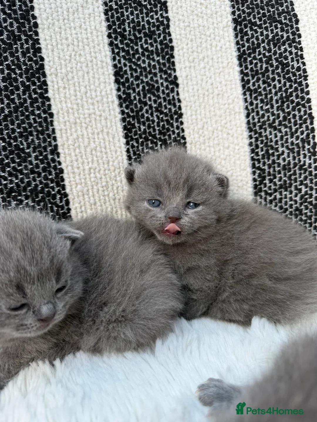 British Shorthair cats for sale: British Shorthair 💝 - Advert 2