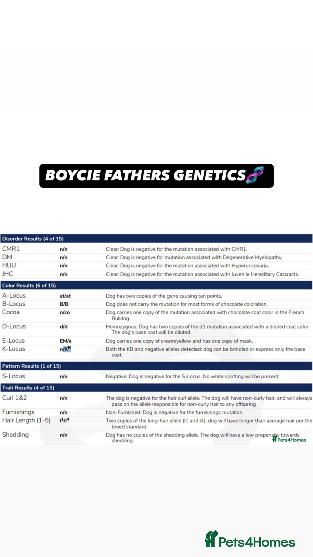 French Bulldog dogs for sale: LILAC TAN FRENCH BULLDOG PUPPY L4/L4 FLUFFY💪🏻⭐️ - Advert 8