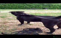 Mixed Breed dogs for sale: Cane Corso cross - Image 2