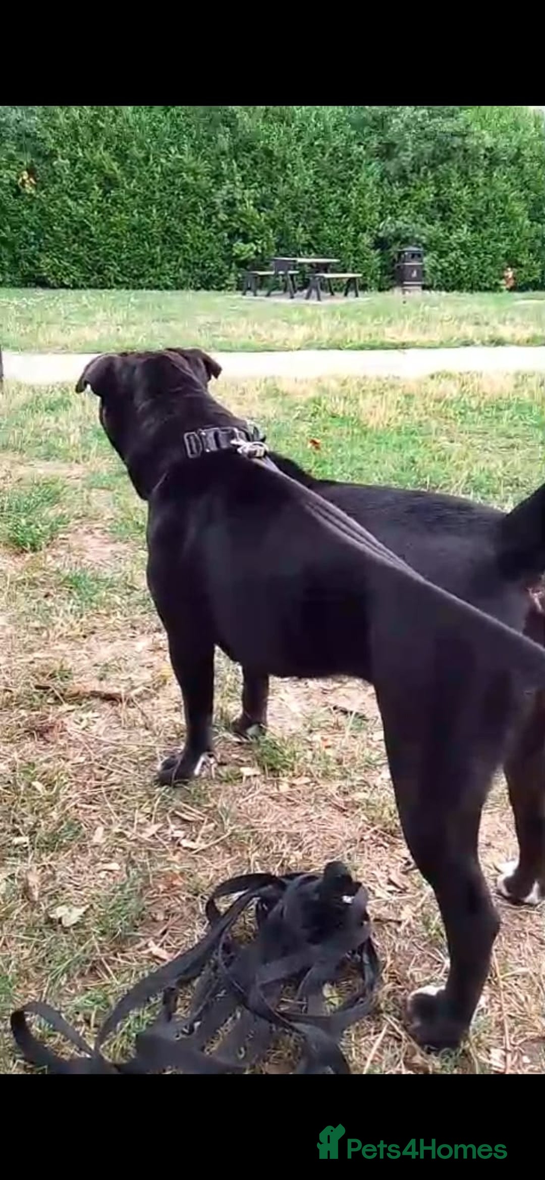 Mixed Breed dogs for sale: Cane Corso cross - Image 2