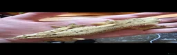 Gecko reptiles for sale: Male crested gecko - Advert 3
