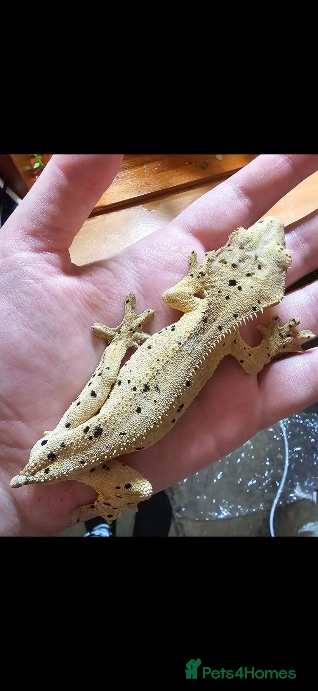 Gecko reptiles for sale: Male crested gecko - Advert 3