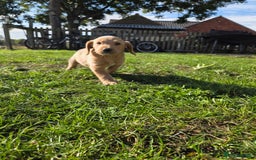 Labradoodle dogs for sale: 7 Miniture labradoodles  - Image 13