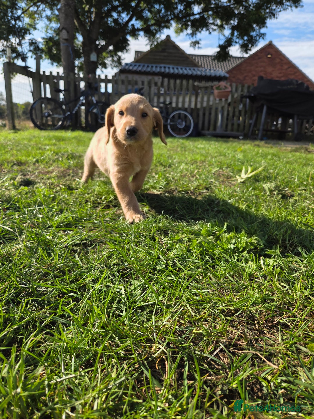 Labradoodle dogs for sale: 7 Miniture labradoodles  - Image 13