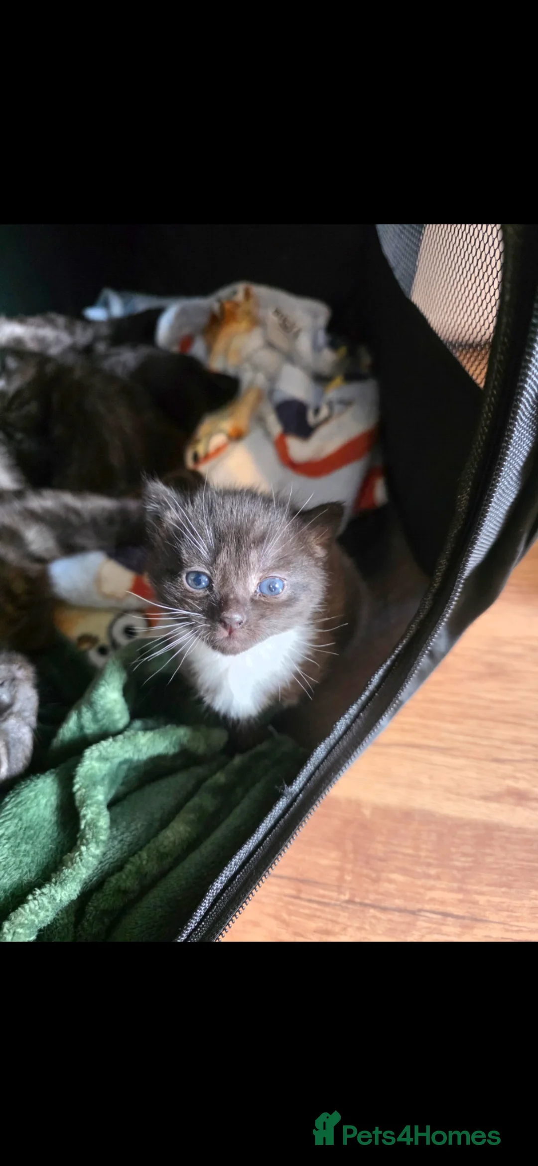 Mixed Breed cats for sale: BSH X RAGDOLL (2nd Gen) - Advert 34