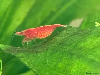 Mixed Breed livestock Neocaradina shrimp - Advert 1