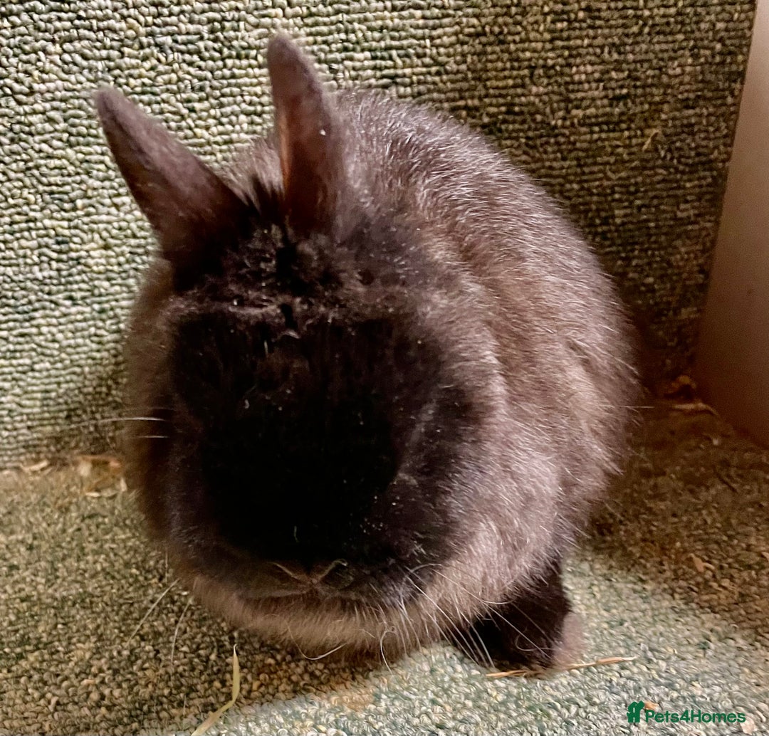 Netherland Dwarf rabbits for sale: Netherland dwarf baby does - Advert 5