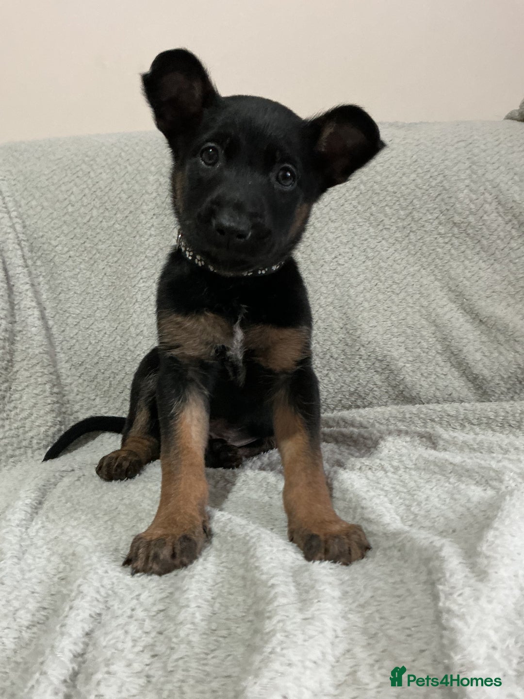 Belgian Shepherd Dog dogs for sale: 6 adorable Belgian malinois puppy's for sale  - Image 21