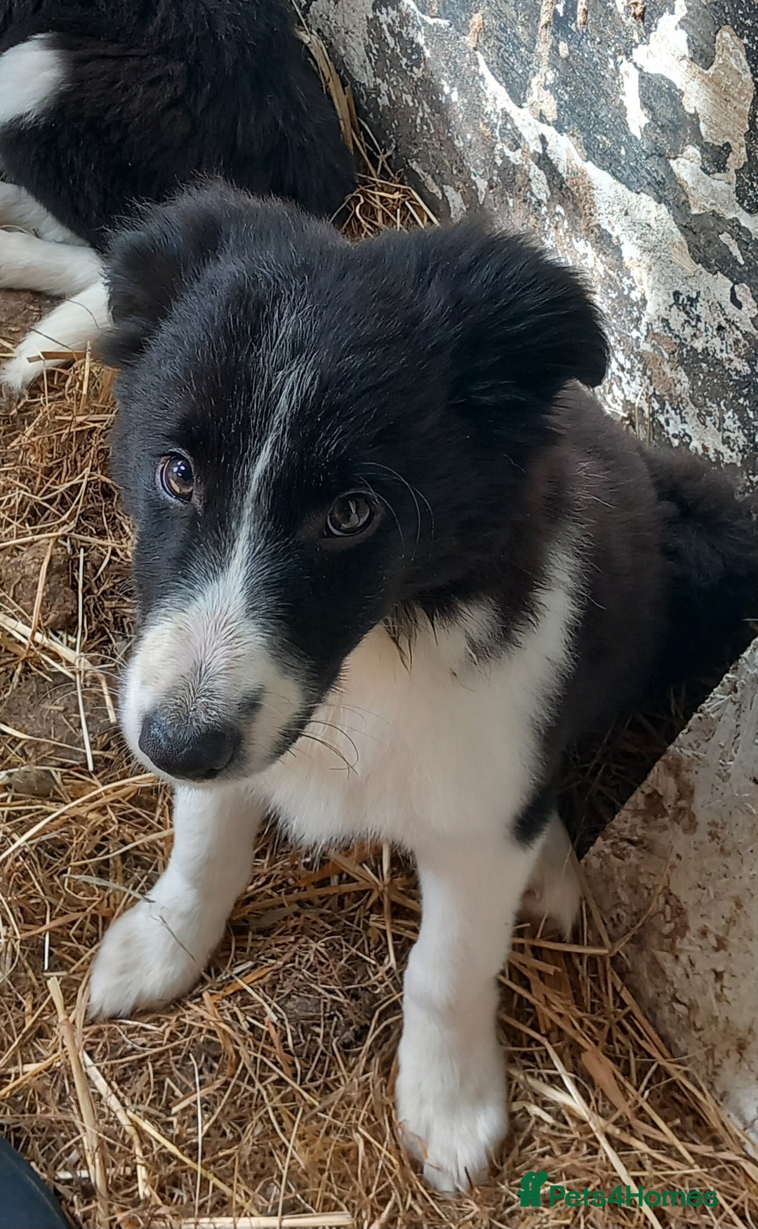 Border Collie dogs for sale: Border Collie Puppies 12 weeks old - Image 4