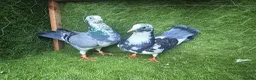 Pigeons birds for sale: Premium Breeding Pigeons Top Quality Pairs Availab - Advert 26