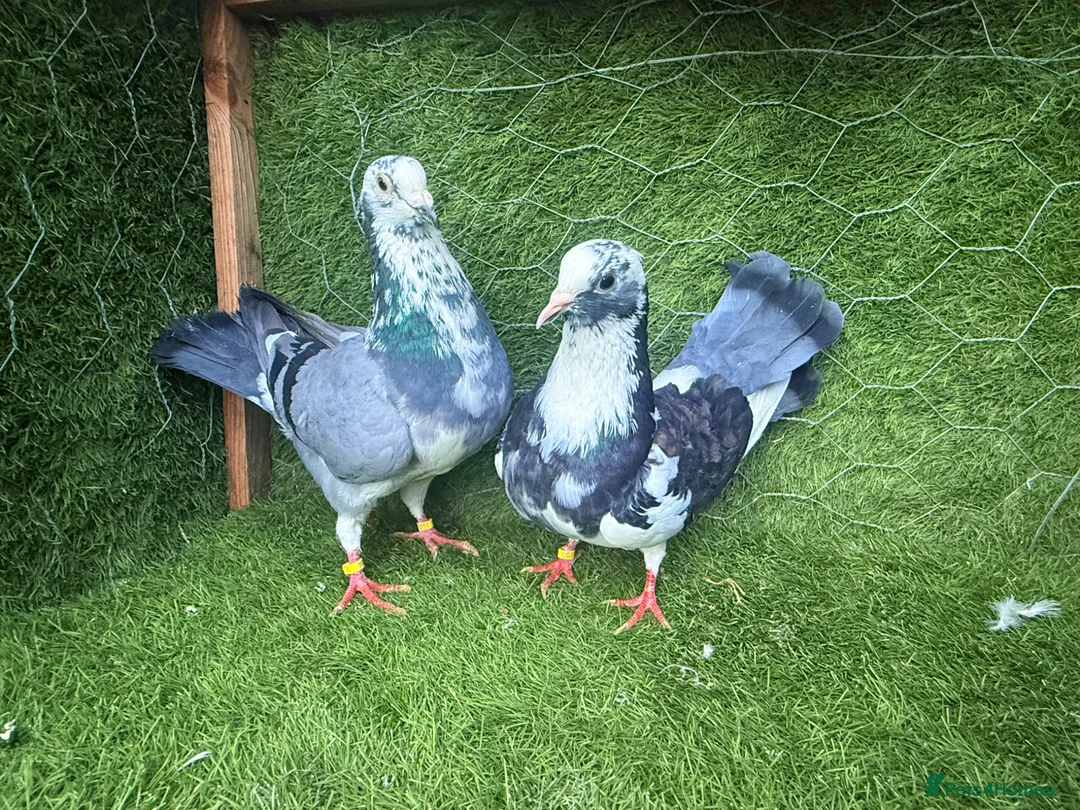 Pigeons birds for sale: Premium Breeding Pigeons Top Quality Pairs Availab - Advert 40
