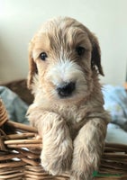 Cockapoo dogs - Advert 6